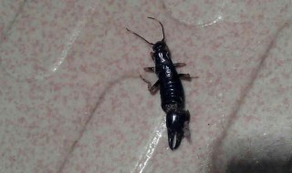 水虫怎么消灭（怎么除水虫）