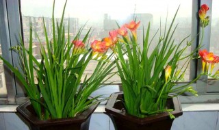 香雪兰花谢了怎么处理?（香雪兰花谢了怎么处理）