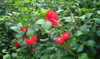 扶桑花黄叶子是怎么回事怎么补救?（扶桑花黄叶子是怎么回事怎么补救视频）