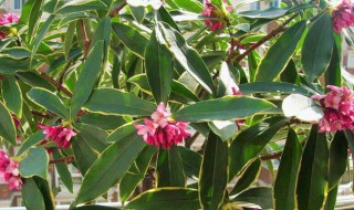 金边瑞香怎么养才能更旺盛?（金边瑞香怎么养才开花）