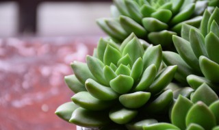 多肉植物怎么养胖?（多肉植物怎么长胖）