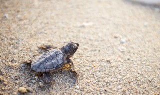 草龟怎么养才好? 草龟怎么养才好看