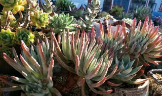 爱杜丽丝多肉怎么养?（爱杜丽丝多肉怎么养）