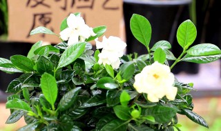 带花苞栀子花刚买回来怎么养? 买回来带花苞的栀子花怎么养