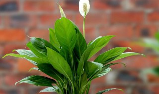 一帆风顺怎么水养?（一帆风一帆风顺怎么水养）