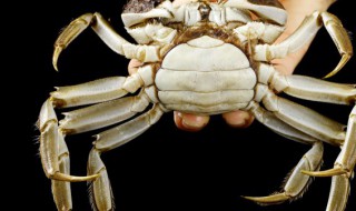 幼崽螃蟹怎么养活? 螃蟹幼崽怎么养