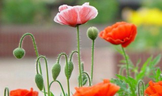 虞美人鲜切花怎么养?（虞美人鲜花怎么养护）