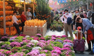 木绣球怎么养? 木绣球怎么养护成树