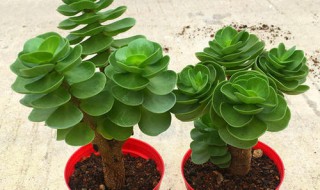 金钱木怎么养才茂盛多头? 金钱树怎么养才茂盛多头