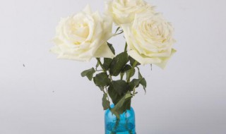 玫瑰花插花瓶怎么养的长久?（玫瑰花插花瓶怎么养的长久些）