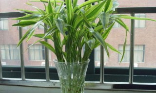 富贵竹怎么水养才旺盛?（富贵竹怎么水养才旺盛白砂糖）