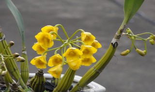 鼓槌石斛怎么养才开花? 鼓槌石斛怎么养才开花