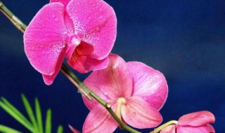 蝴蝶兰二次开花怎么养?（蝴蝶兰二次开花怎么养）