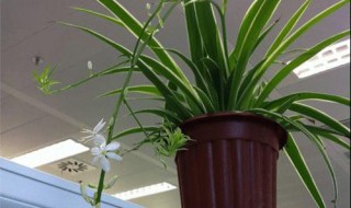 吊兰怎么养得又大又旺? 吊兰怎么养得又大又旺盛