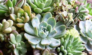 红宝石多肉怎么养成多头? 红宝石多肉怎么养成多头