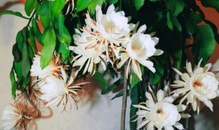 昙花如何养护才开花?（昙花养护技巧）