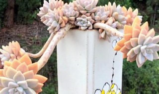 肉肉花怎么养?（肉肉花怎么养每天要浇多少水）