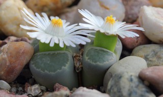 石生花如何养活? 生石花好养活吗?