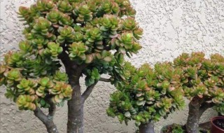 吸财树怎么养成老桩?（吸财树老桩的养殖方法）