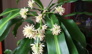 巴西木开花后怎么处理?（巴西木开花后如何处理）