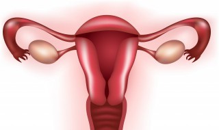 排卵期是什么 排卵期是什么意思