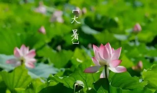 掰一掰大暑节气的民俗和养生 大暑时节养生