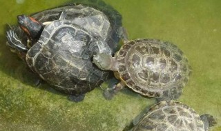 新手养龟怎么入门? 新手养龟怎么养