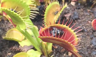 捕蝇草怎么养不易死? 捕蝇草好养不好养