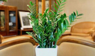 金钱滚滚怎么养?（金钱滚滚好养吗）