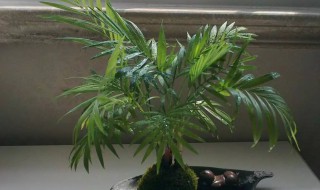 凤尾竹怎么养才茂盛?（盆景凤尾竹怎么养才能更旺盛）
