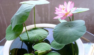 睡莲怎么水养?（睡莲用水养行吗）