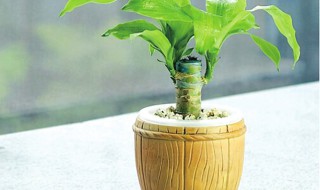 怎么养殖巴西木?（怎么养殖巴西木盆景）