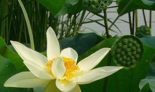 2021什么时候入伏（2021什么时候入伏第一天）