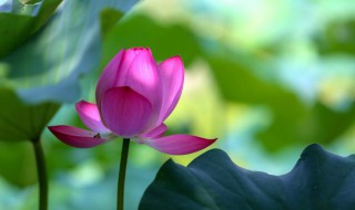 2021年7月几号入伏 2021年7月几号入伏图片