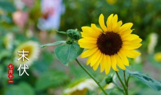 入伏2021年多少天（2021年入伏有多少天）