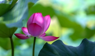 2021入伏是哪一天（2021年入伏是那天）