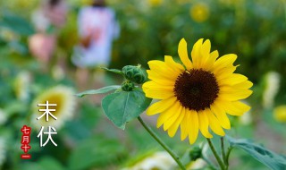 哪天入伏2021年头伏 哪天入伏2021年头伏几点