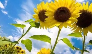 2021入伏从哪天算起（2021年入伏是什么时间）