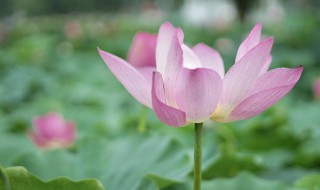 什么时候入伏2021 什么时候入伏2021多少天