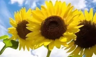 入伏2021多少天（2021入伏到出伏一共多少天）