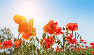 大暑开什么花（大暑荷花开）