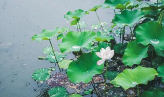 大暑节气里的那些气象 大暑节气里的那些气象谚语