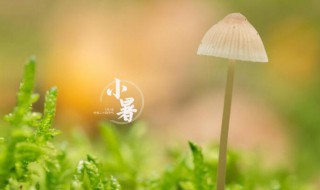 2021小暑有几天 2021年小暑有几天