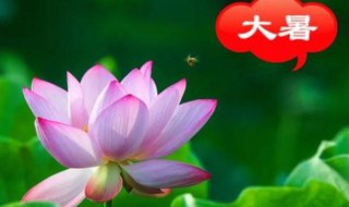 2021年大暑农历什么时候 2021年大暑日历