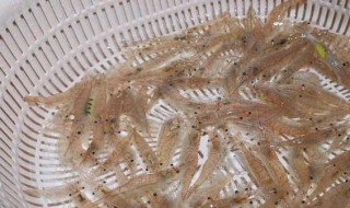 小米虾怎么养不会死? 小米虾养一晚上会死吗