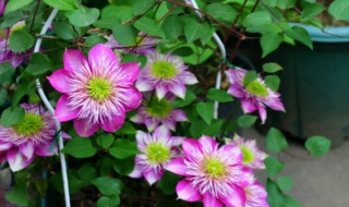 买回来的铁线莲小苗怎么养护? 铁线莲小苗的养殖方法和注意事项