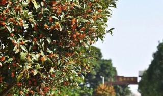 桂花树怎么养才长得好?（桂花树怎么养才长得好）