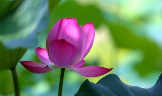 2021年何时入伏 2021年何时入伏何时出伏