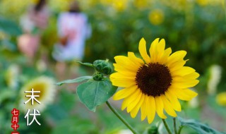 初伏到中伏多少天2021 2021初伏几天中伏几天末伏几天