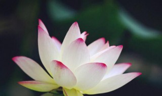 2021年大暑几点几分（2021大暑是几月几日日几点）